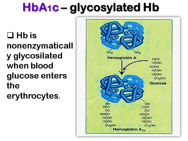 HbA1c – glycosylated Hb    Hb is nonenzymatically glycosilated when blood glucose